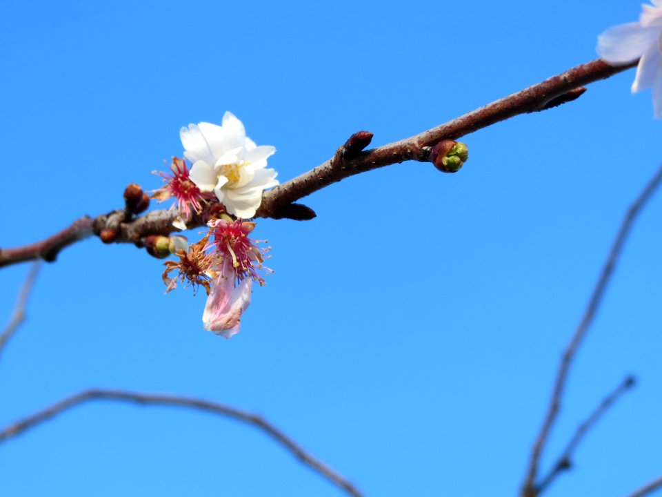 20140109Prunus_serrulata_Hockenheim2