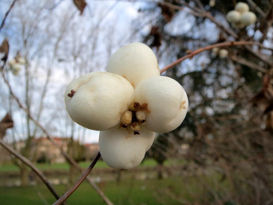 20140101Symphoricarpos_albus2