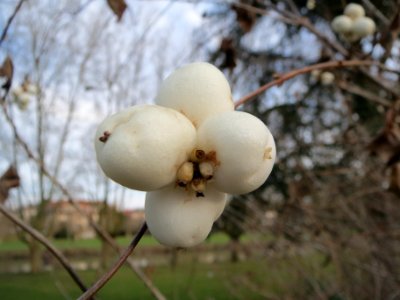 20140101Symphoricarpos_albus2