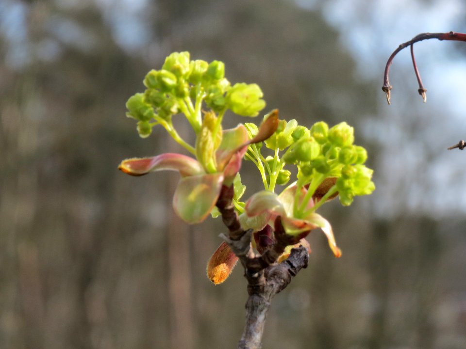 20140327Acer_platanoides3