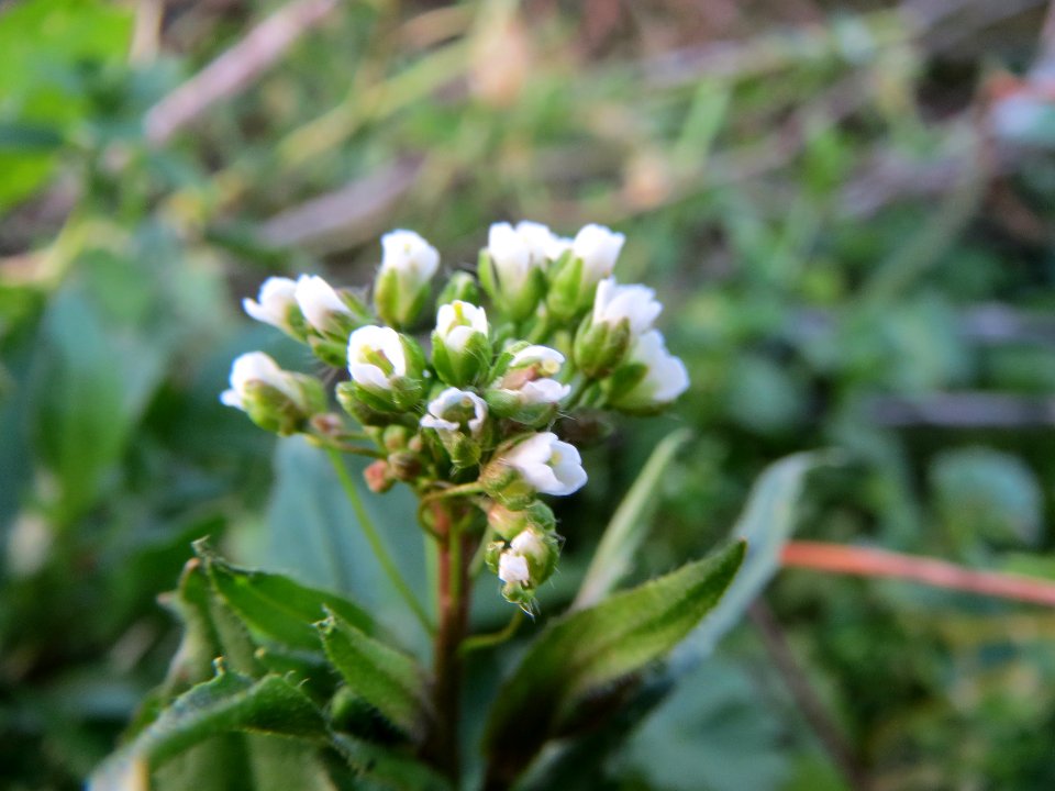 20140109Hirtentaeschel