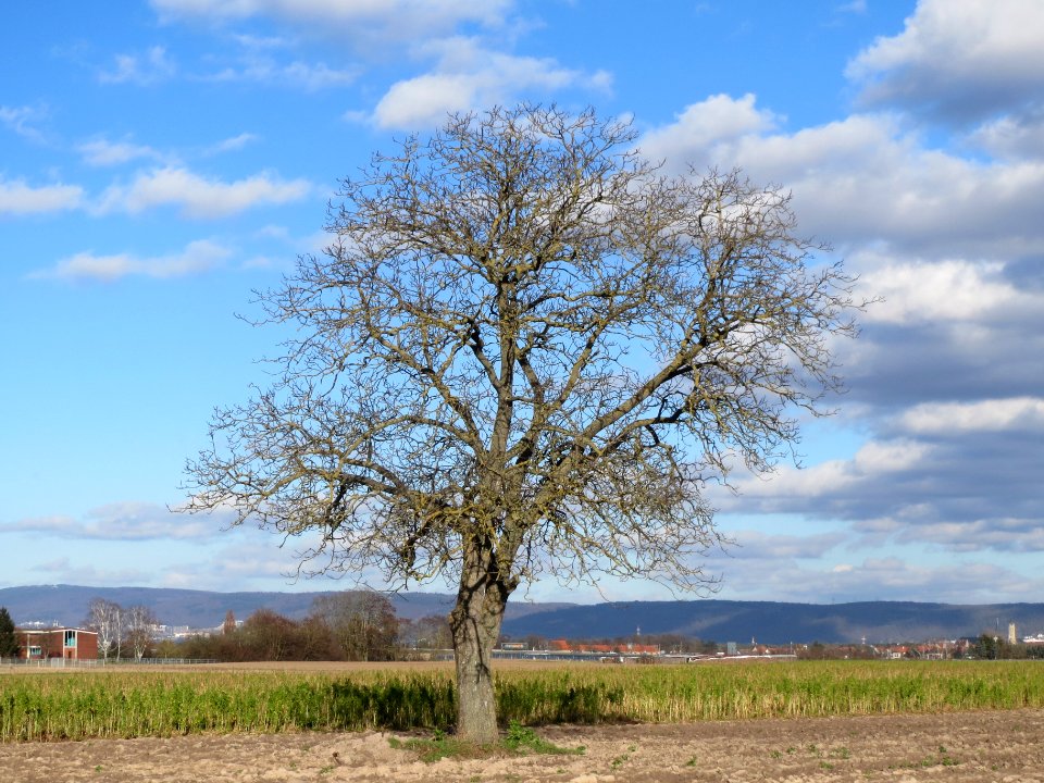 20140212Juglans_regia_Walldorf1