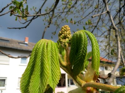 20140325Aesculus_hippocastanum3 photo