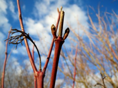 20140110Hartriegel_Reilingen1