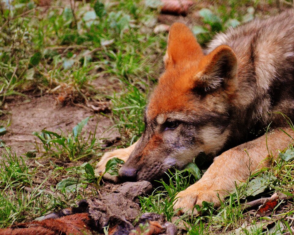 Nature dangerous young
