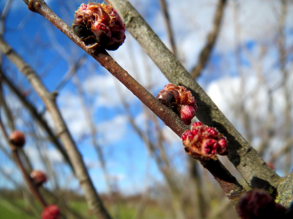 20140212Ulmus_minor_Reilingen