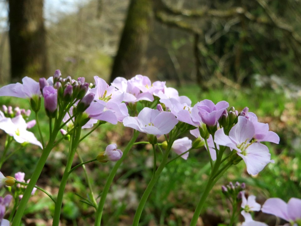 20140330Cardamine_pratensis1