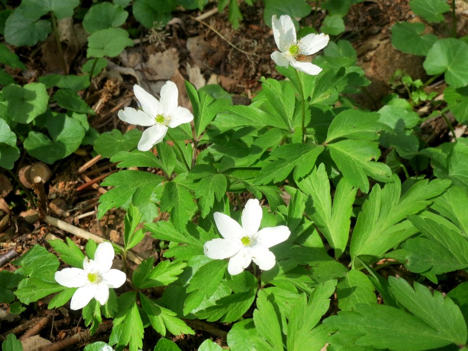 20140330Anemone_nemorosa2