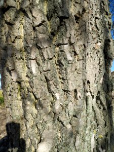 20140212Juglans_regia_Walldorf4