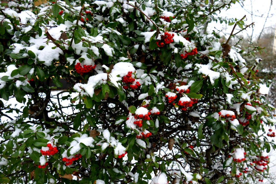 2014.12.29.140404_Sorbus_aucuparia_Heidelberg-Handschuhsheim