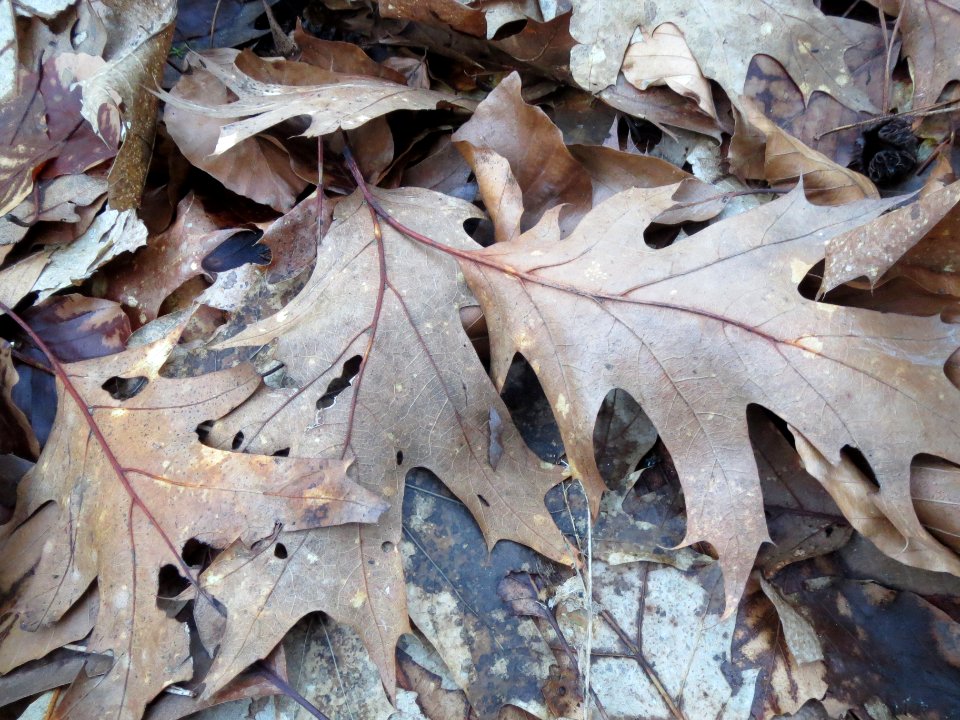 20140212Quercus_rubra2