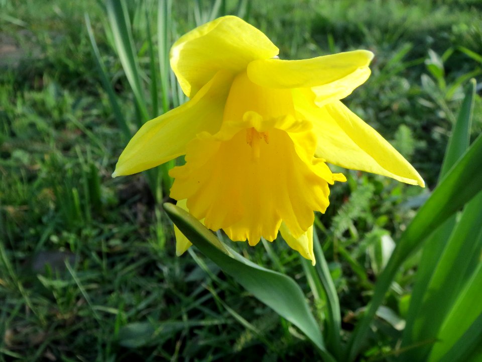 20140212Narcissus_pseudonarcissus2