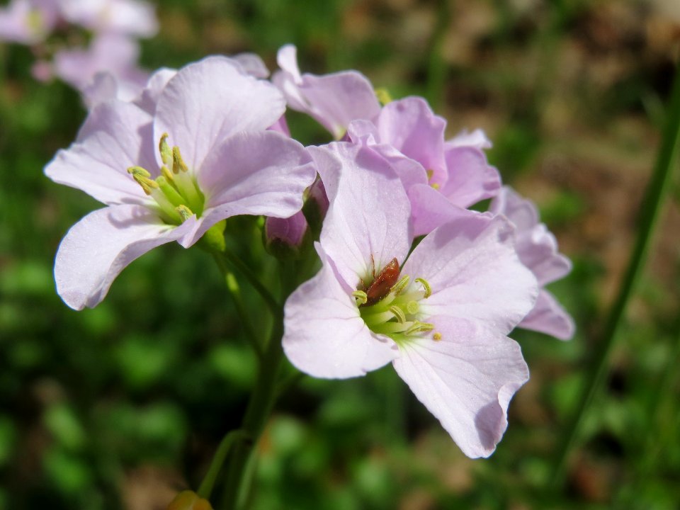 20140330Cardamine_pratensis3