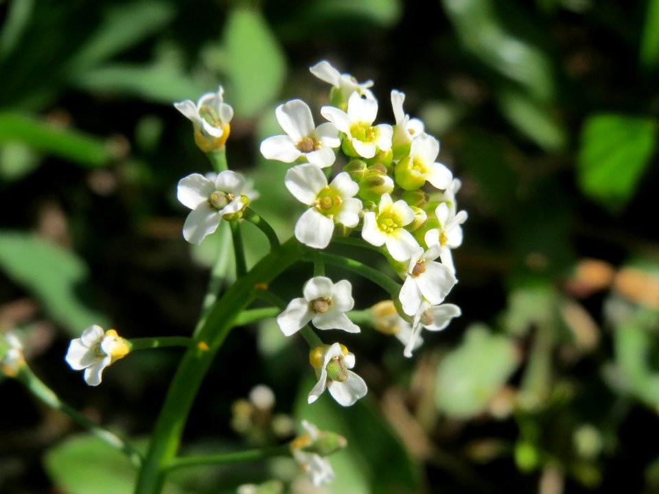 20140329Thlaspi_arvense1