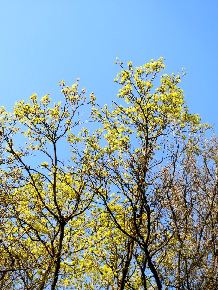 20140325Acer_platanoides2