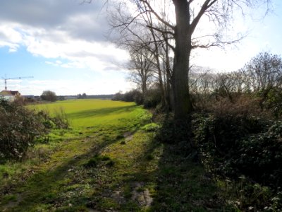 20140212Pappeln_Reilingen