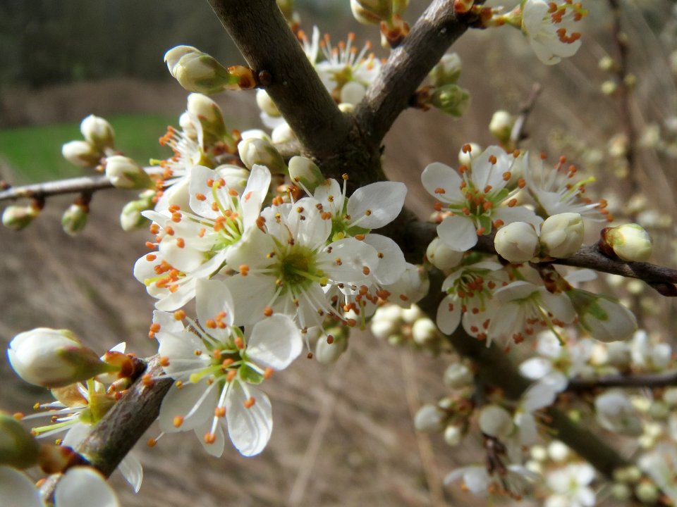 20140330Prunus_spinosa2