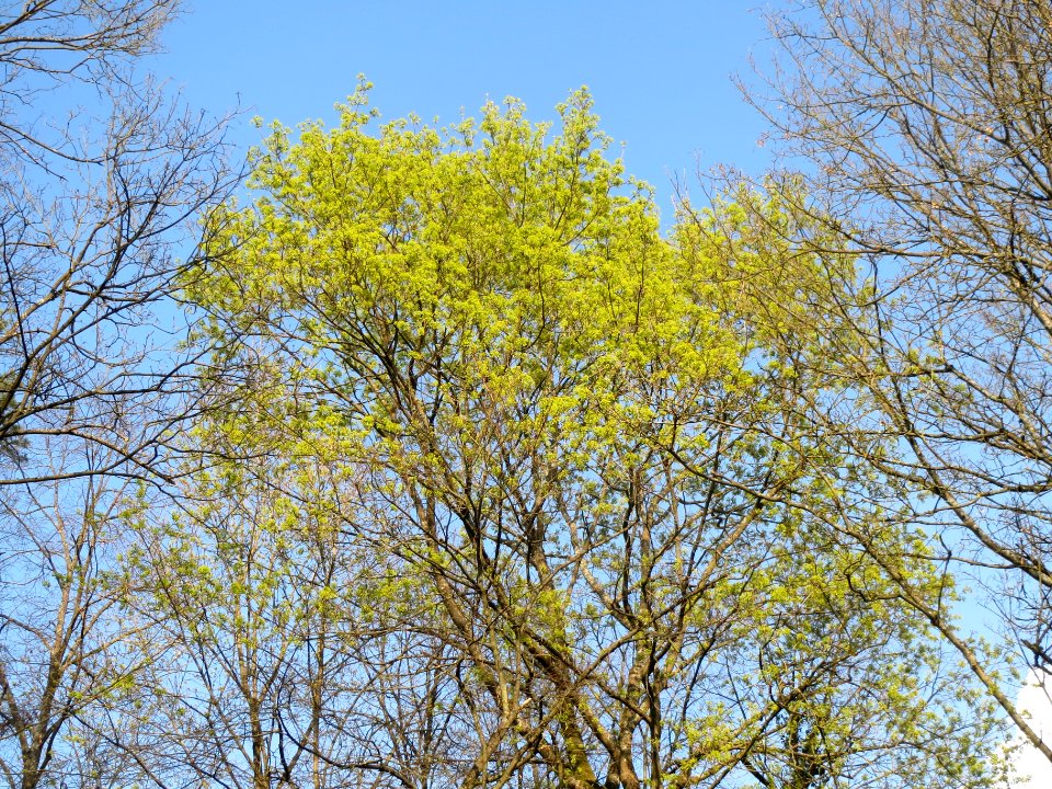20140325Acer_platanoides1