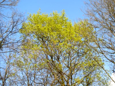 20140325Acer_platanoides1