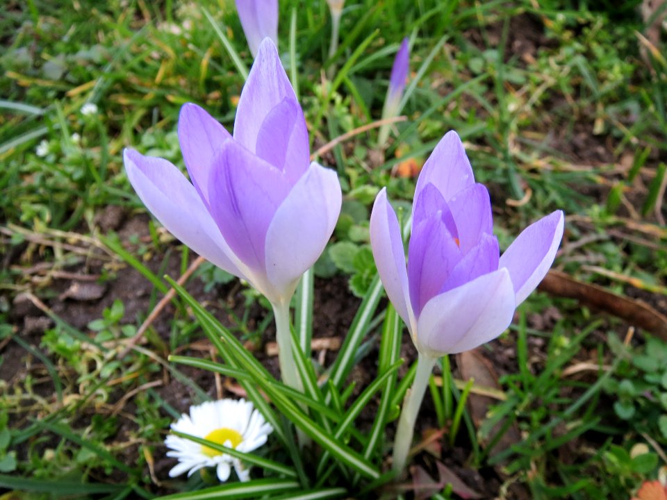 20140212Crocus_tommasinianus4