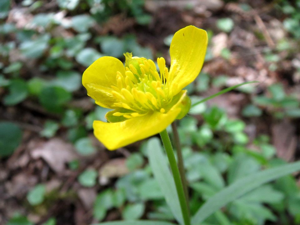 20140330Ranunculus_auricomus1