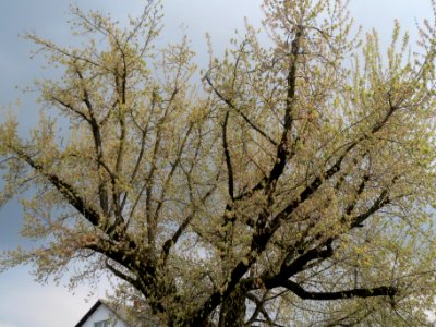 20140325Acer_negundo_Hockenheim2