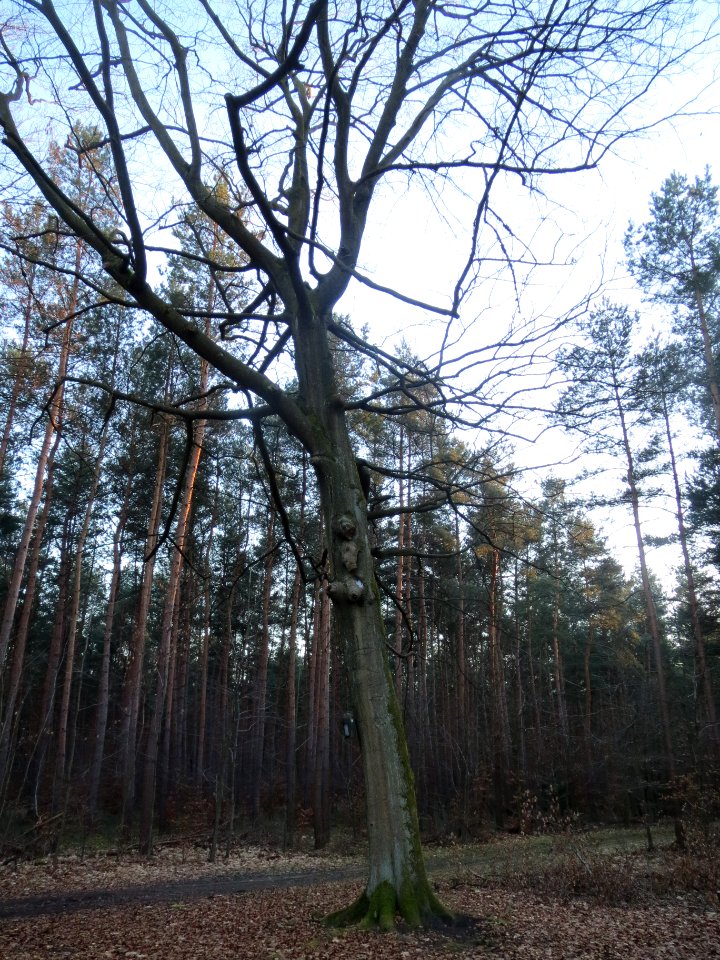 20140212Fagus_sylvatica1