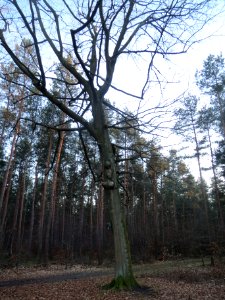 20140212Fagus_sylvatica1