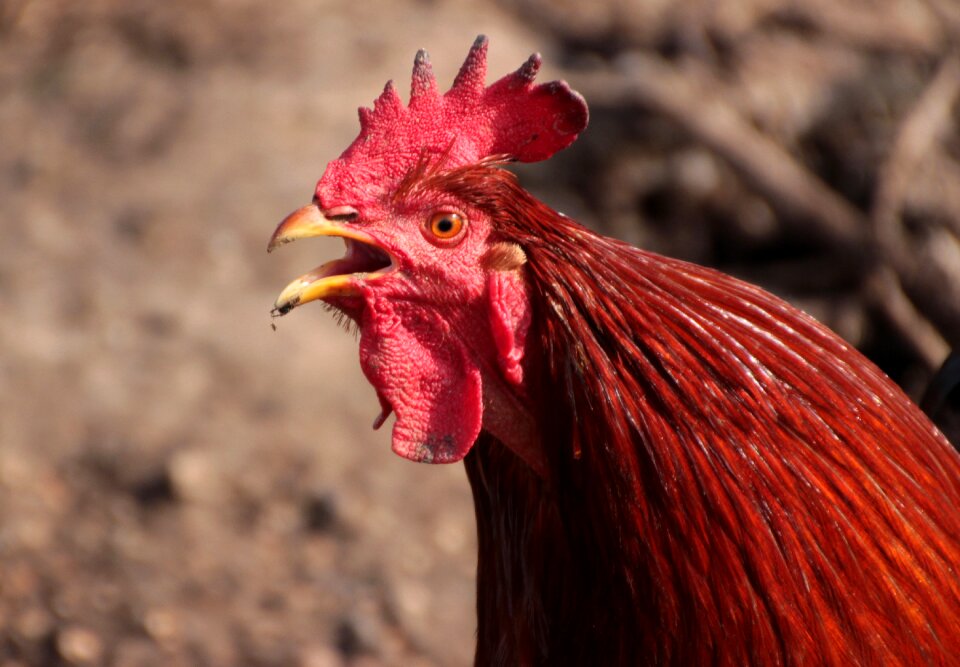 Colorful poultry livestock