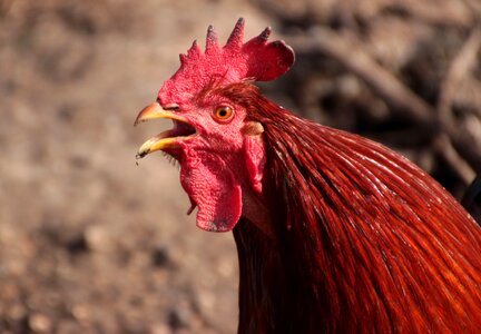 Colorful poultry livestock