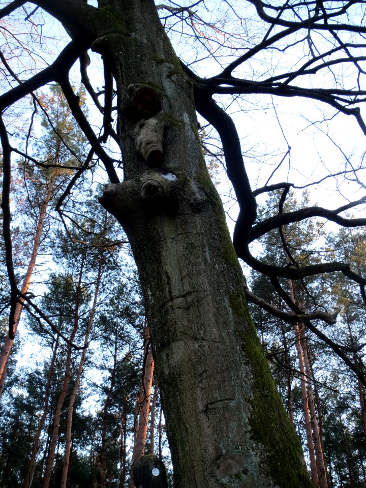 20140212Fagus_sylvatica2