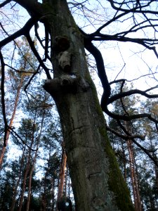 20140212Fagus_sylvatica2