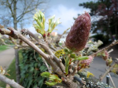 20140325Wisteria_floribunda2