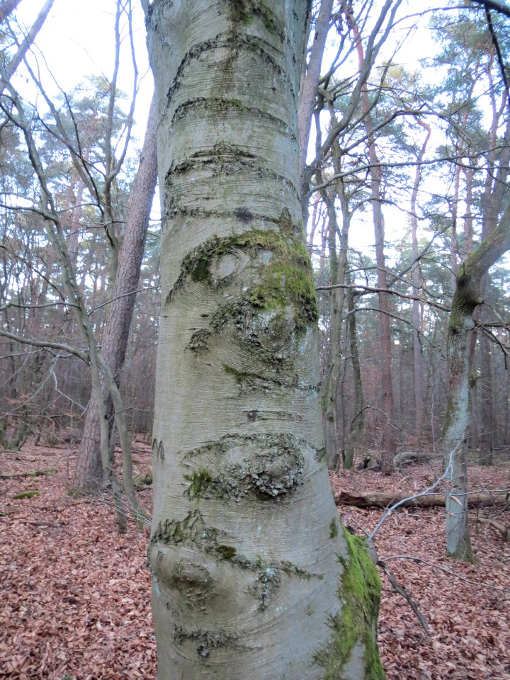 20140212Fagus_sylvatica7
