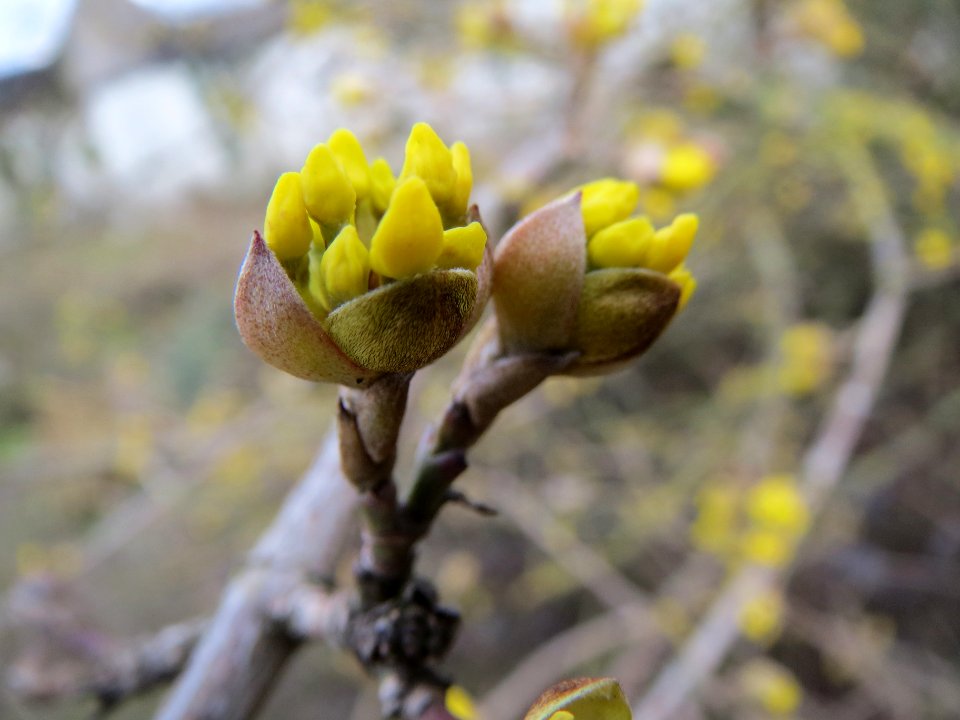 20140211Cornus_mas2