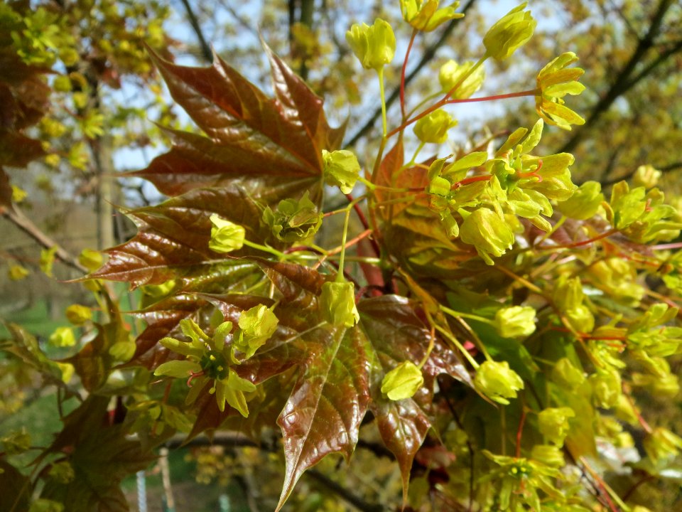 20140331Acer_platanoides2