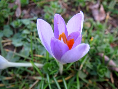 20140212Crocus_tommasinianus2 photo