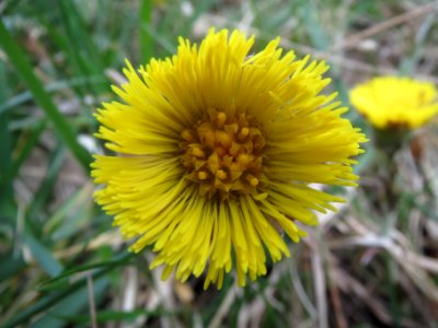 20140324Tussilago_farfara1