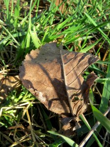 20140212Ulmus_minor_Walldorf4