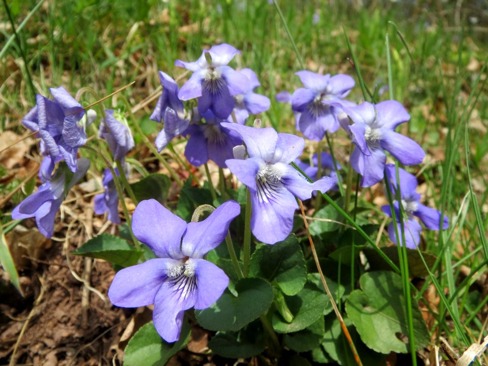 20140330Viola_riviniana1