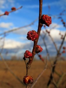 20140211Ulmus_minor4