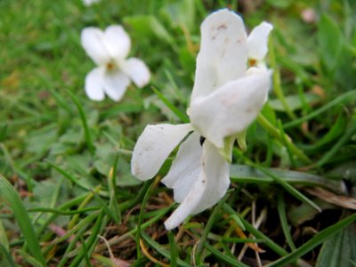20140330Viola_odorata2