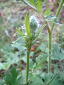 20140324Ranunculus_acris4