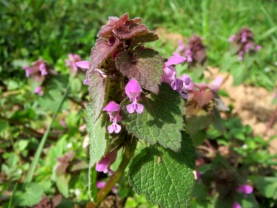 20140330Lamium_purpureum