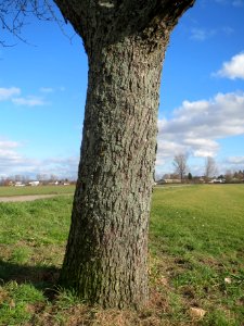 20140212Birne_Reilingen02