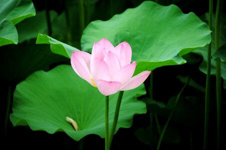 Lotus flower pond
