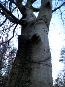 20140212Fagus_sylvatica5