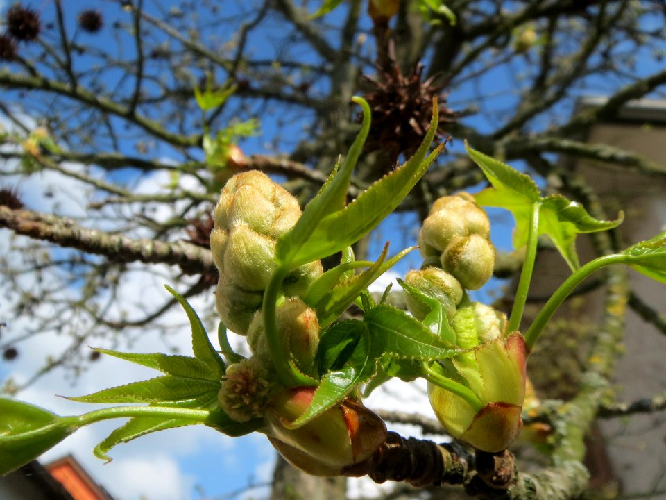 20140324Liquidambar_styraciflua1
