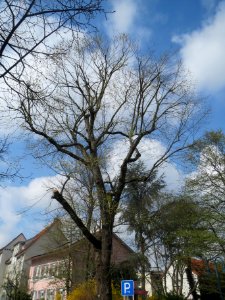 20140325Ulme_Hockenheim1