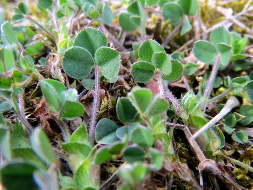 20140324Thymus_pulegioides